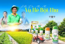 Top Lý Do Bạn Nên Chọn Bảo Vệ Thực Vật NTT – Giải Pháp Nông Nghiệp Tin Cậy Cho Nhà Nông