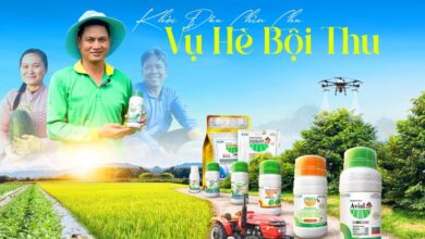 Top Lý Do Bạn Nên Chọn Bảo Vệ Thực Vật NTT – Giải Pháp Nông Nghiệp Tin Cậy Cho Nhà Nông